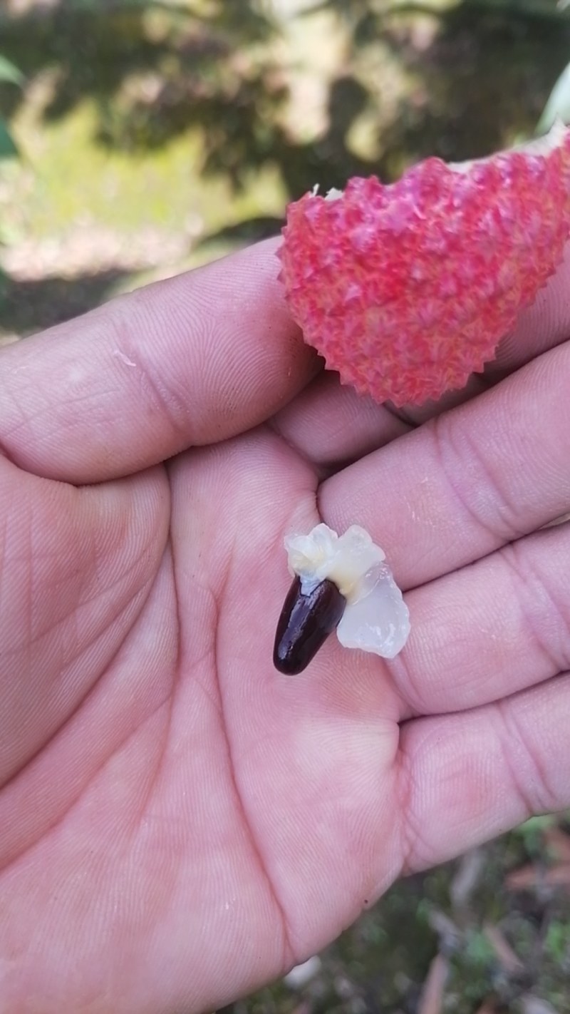 灵山荔枝桂味