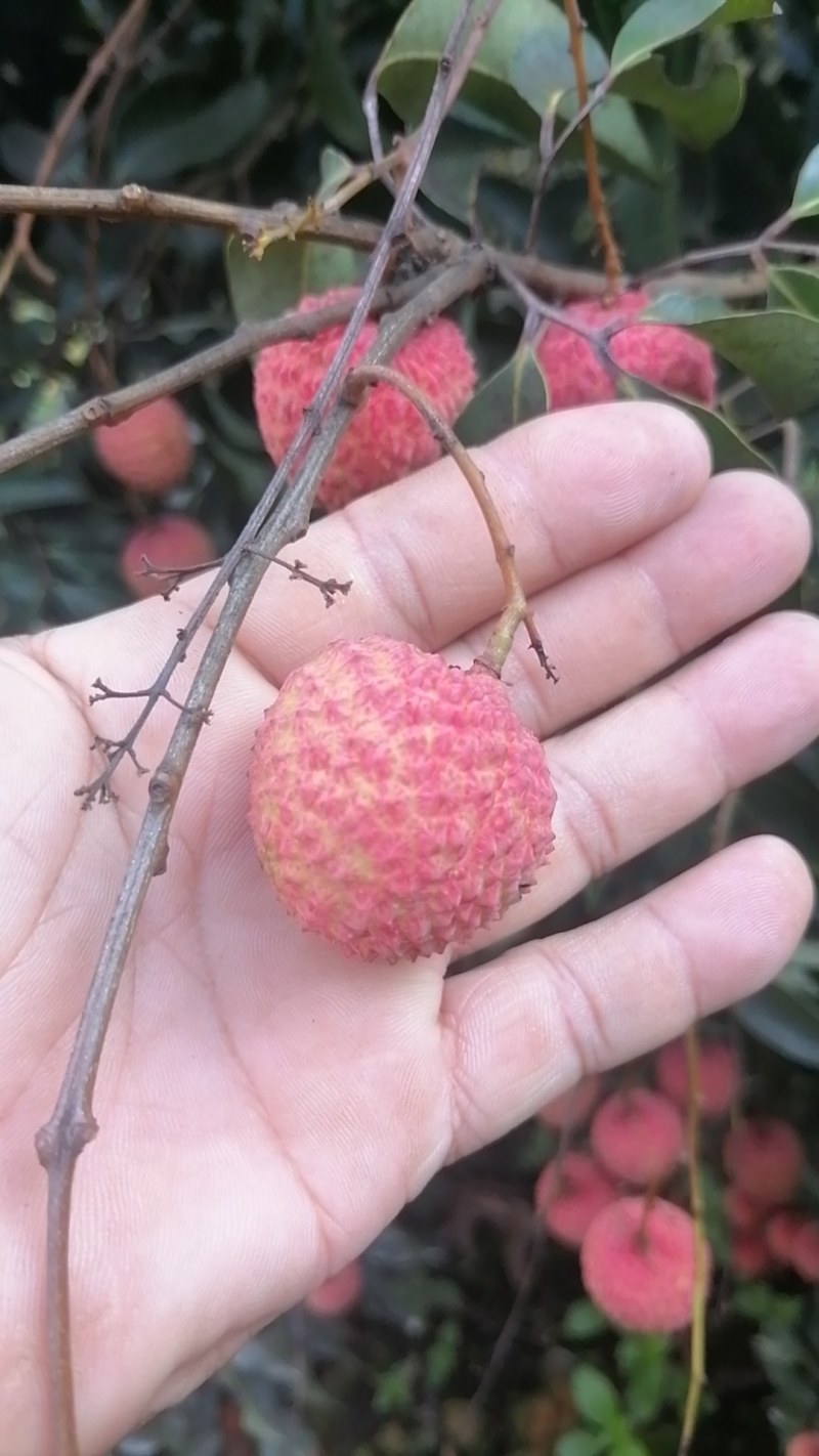灵山荔枝桂味