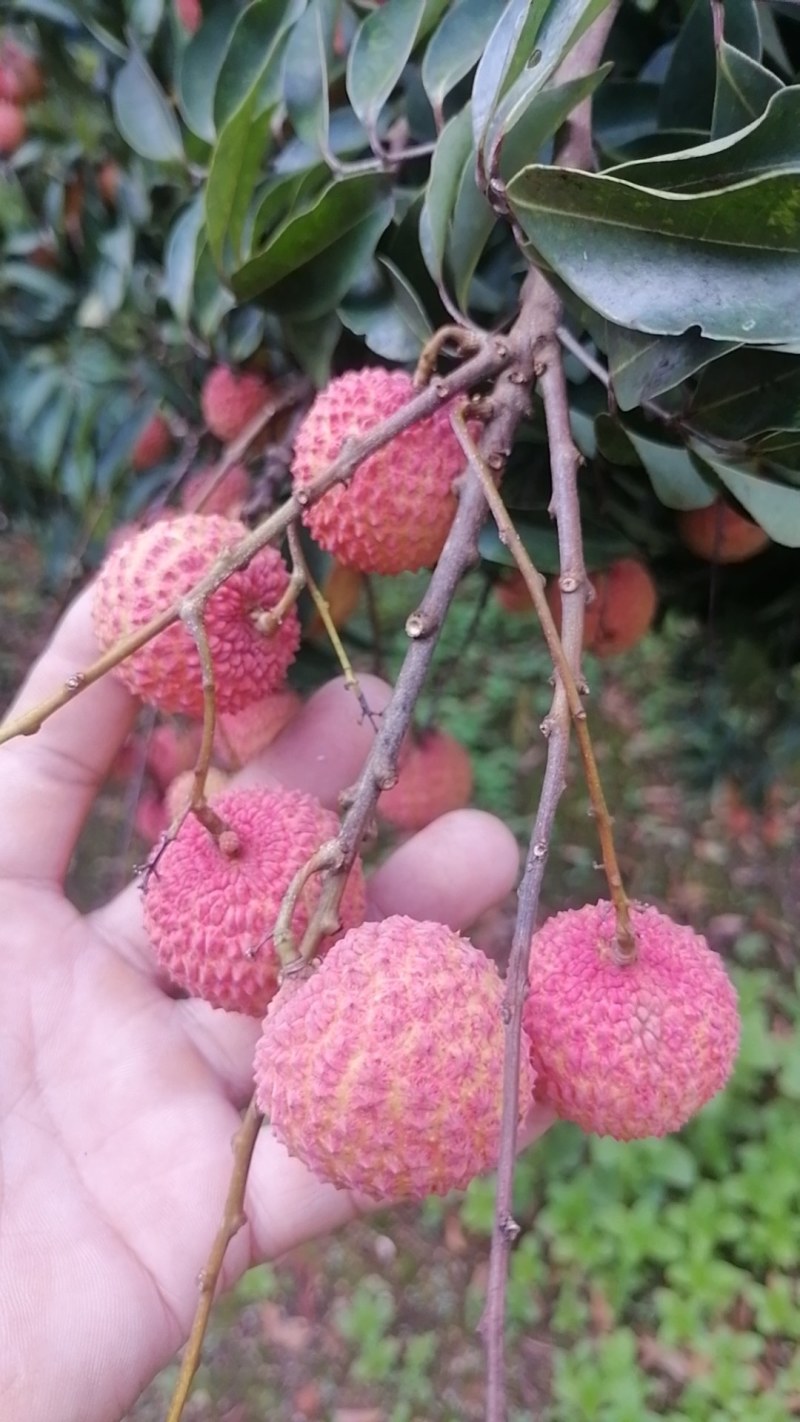 灵山荔枝桂味