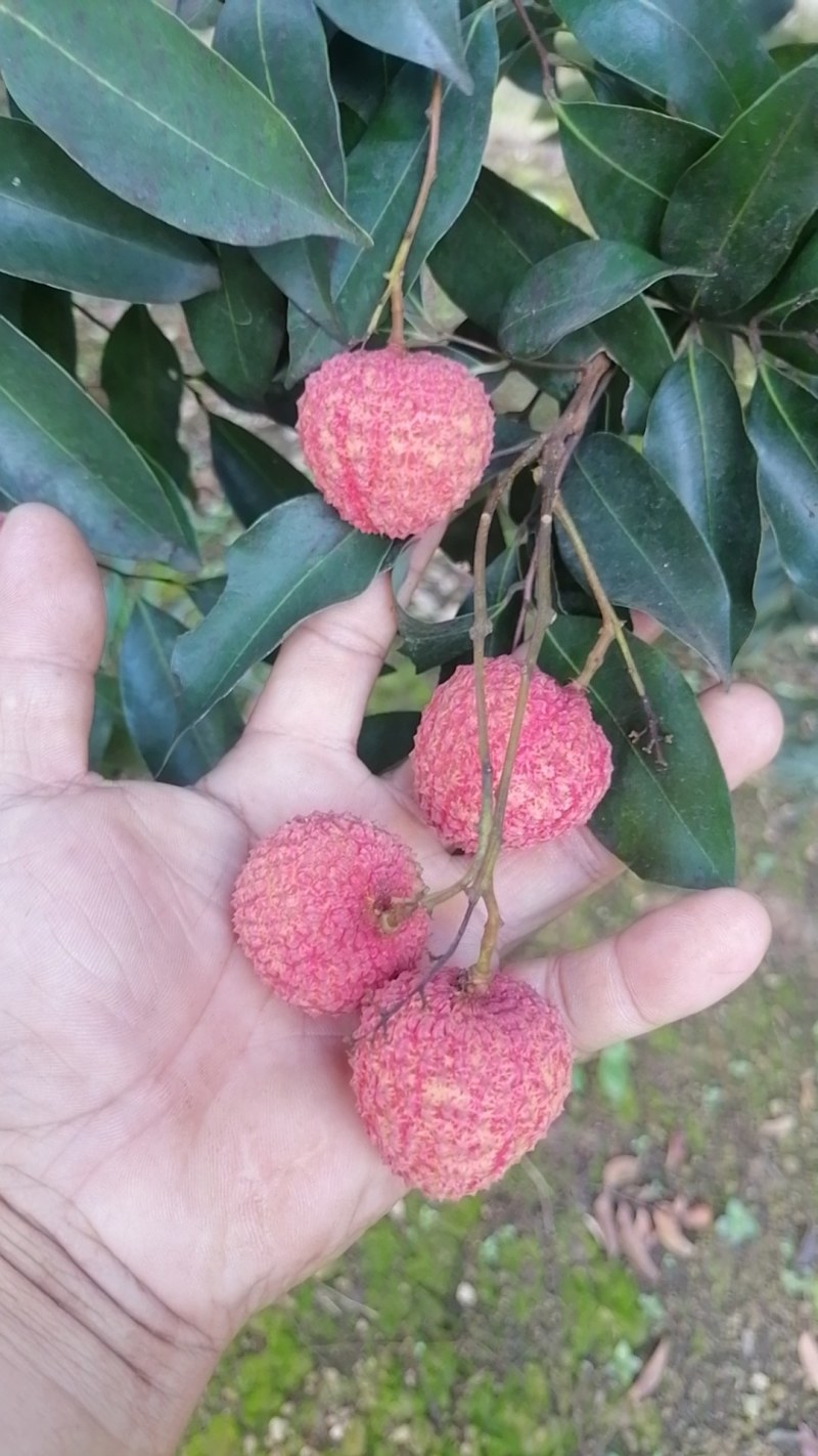 灵山荔枝桂味