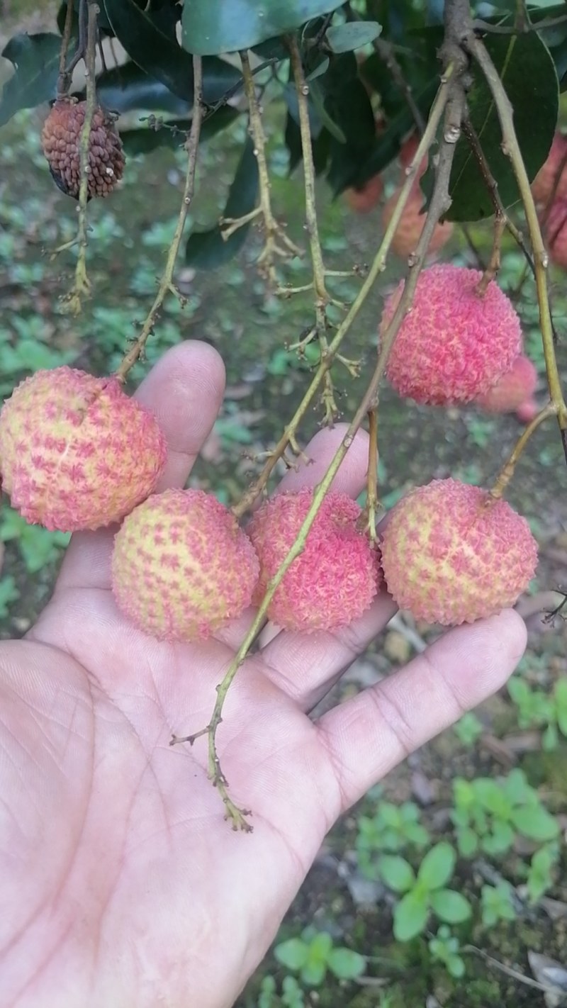 灵山荔枝桂味