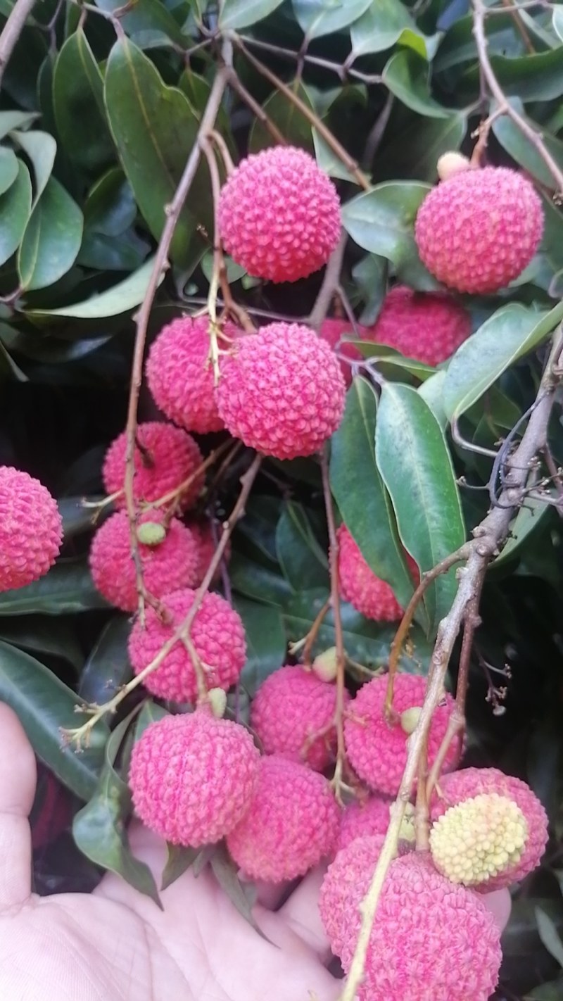 灵山荔枝桂味