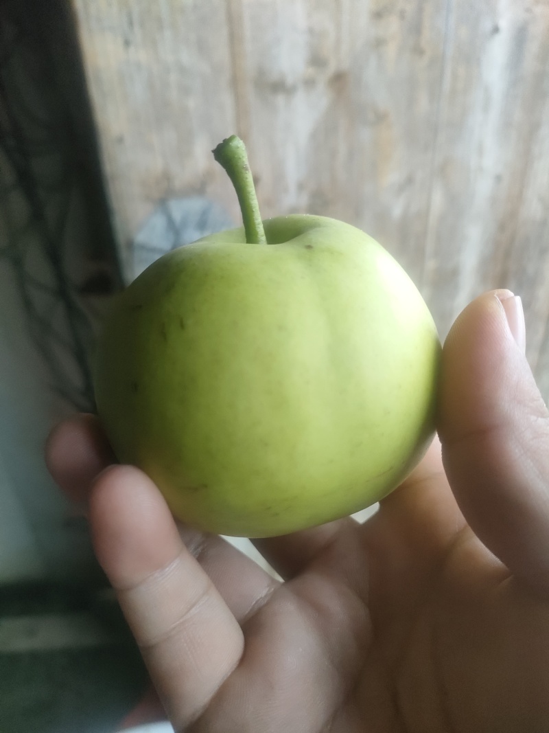 翠玉梨