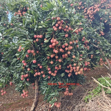 桂味