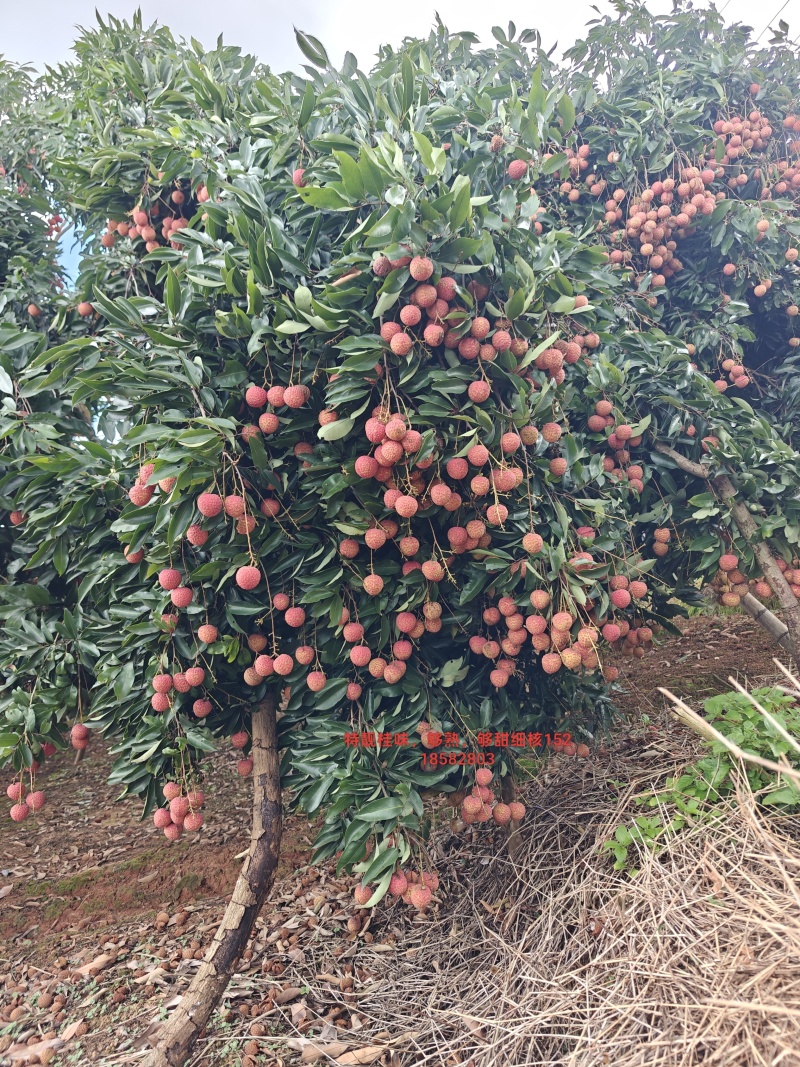 桂味