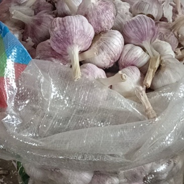 金乡马集正宗太空蒜种，