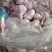 金乡马集正宗太空蒜种，