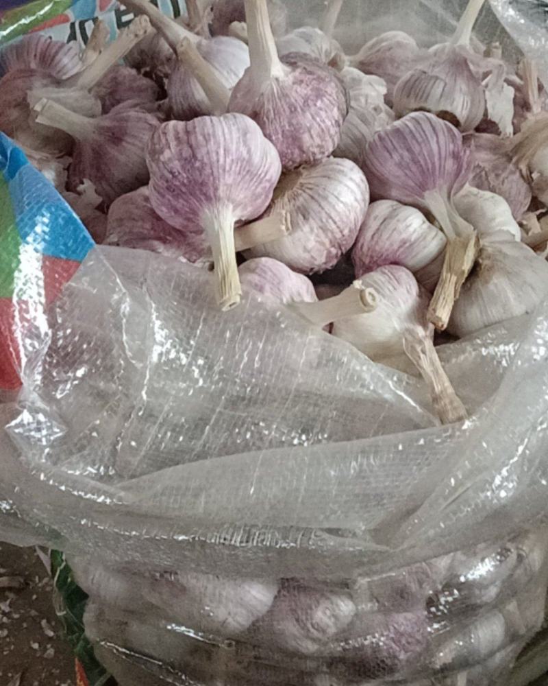 金乡马集正宗太空蒜种，