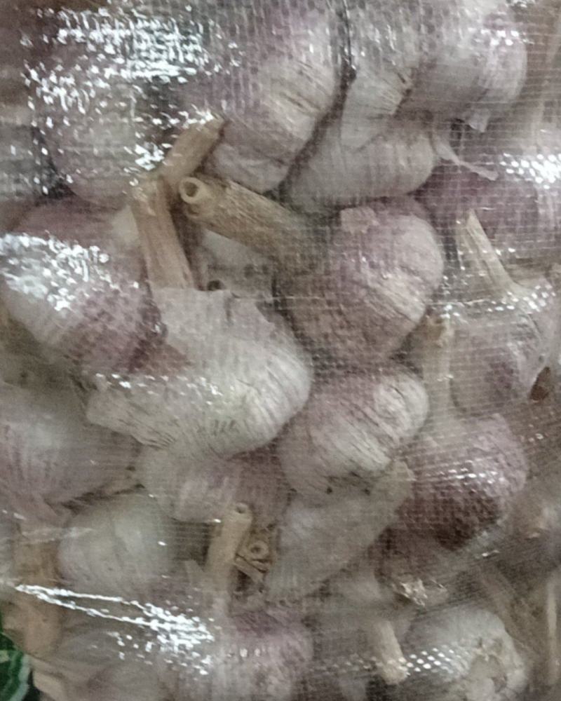 金乡马集正宗太空蒜种，