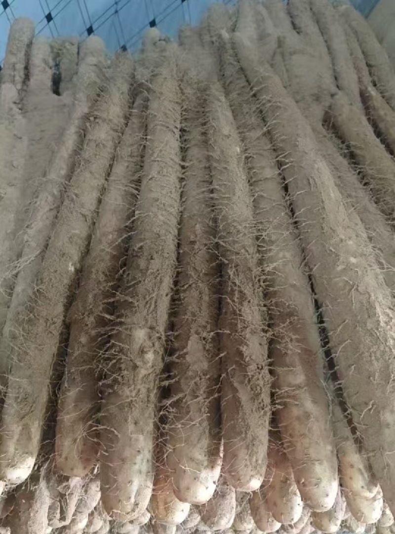 山药