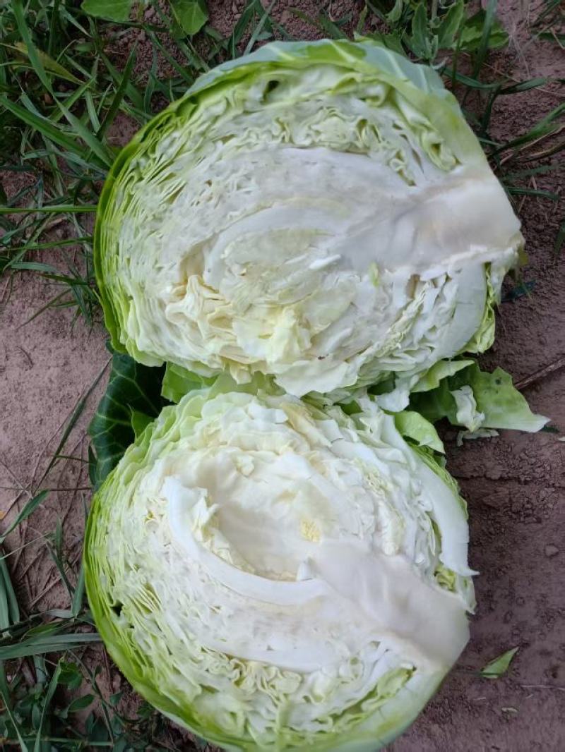 甘蓝