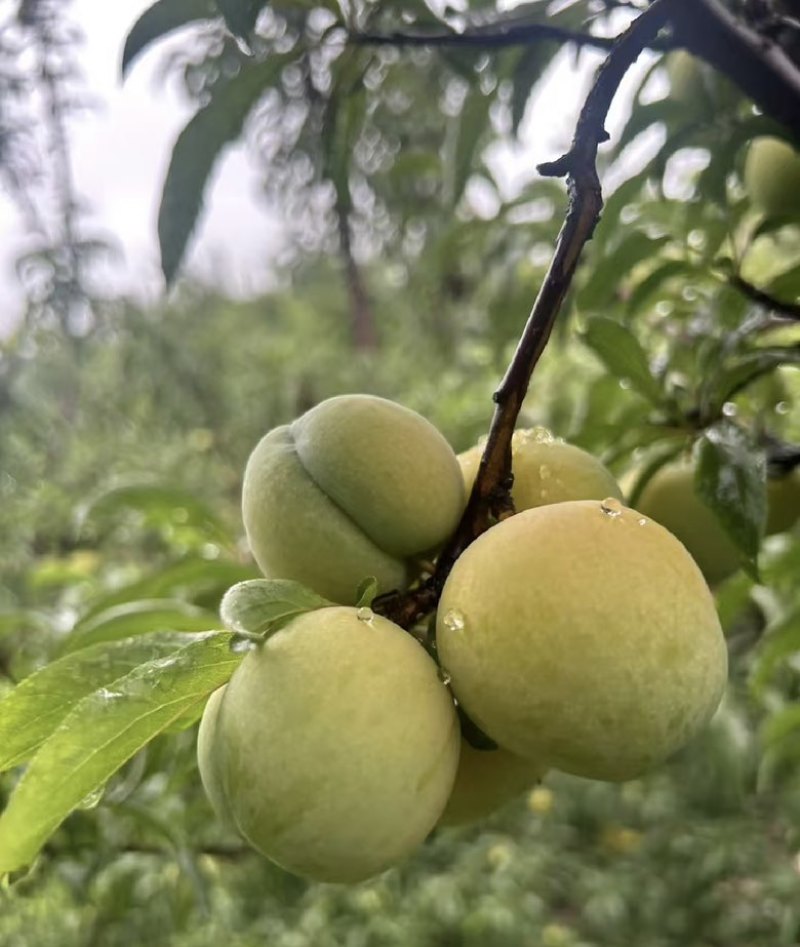 出售蜂糖李