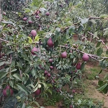 红啤梨，考蜜斯梨，