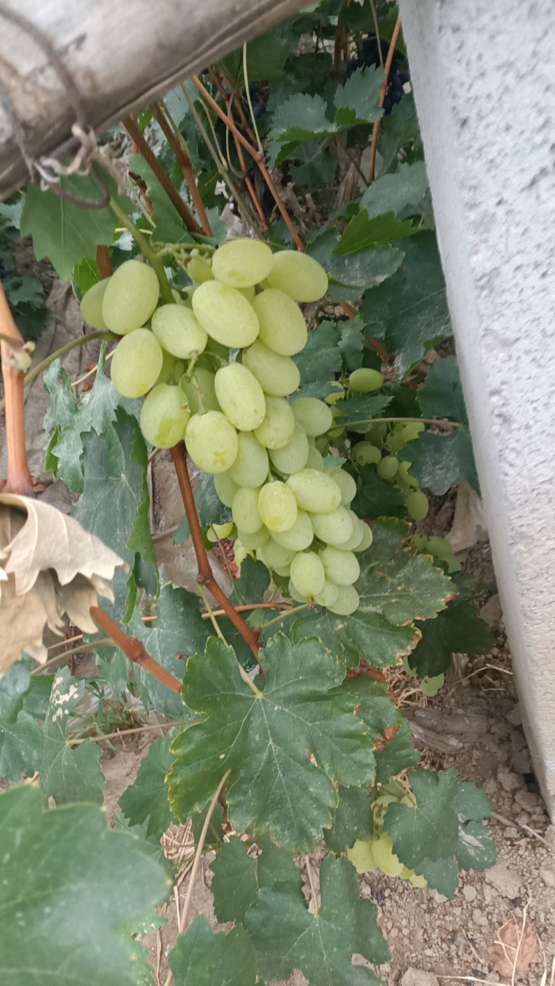 各种葡萄