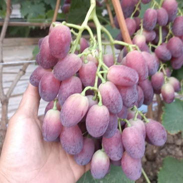 各种葡萄