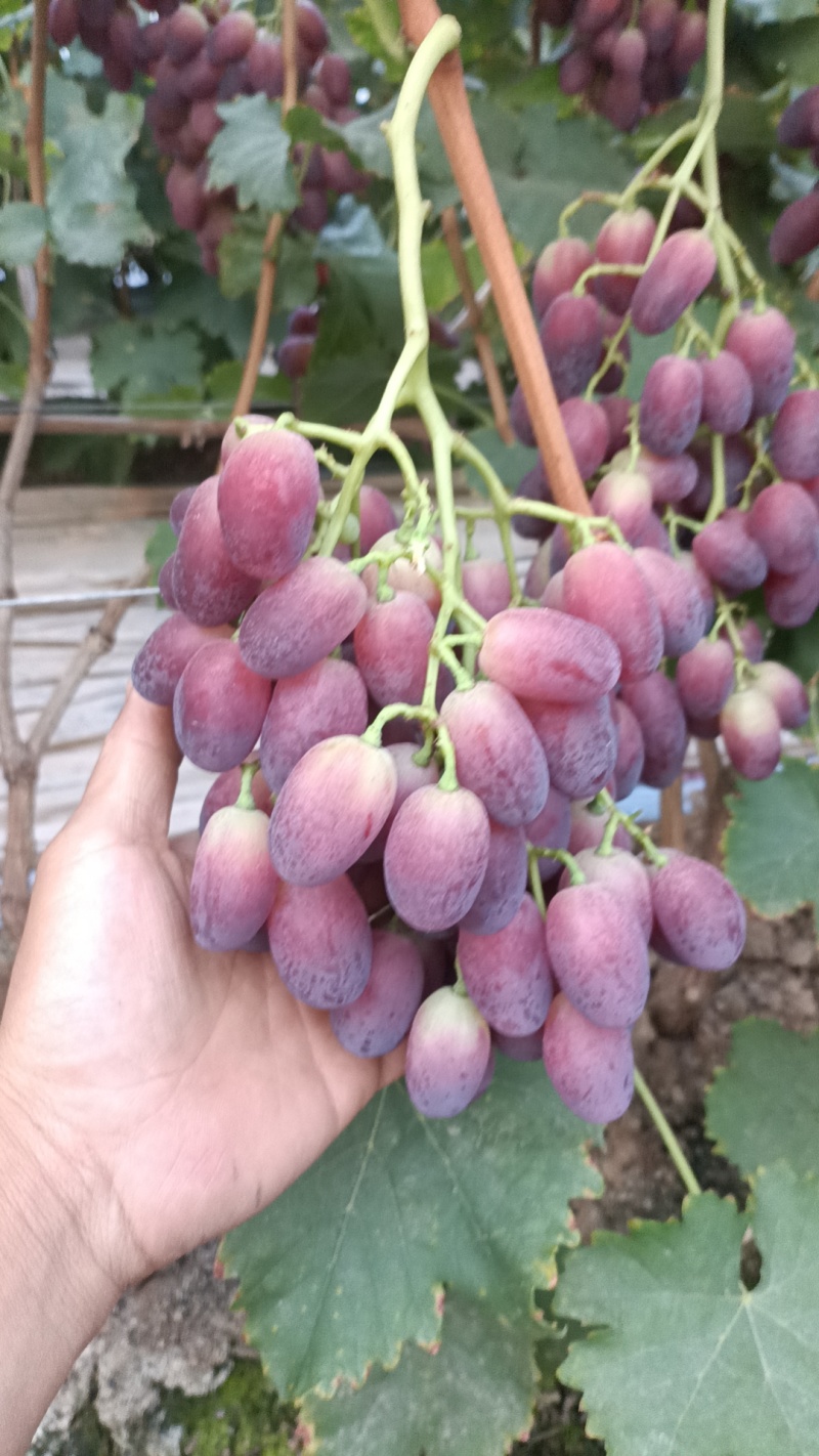 各种葡萄