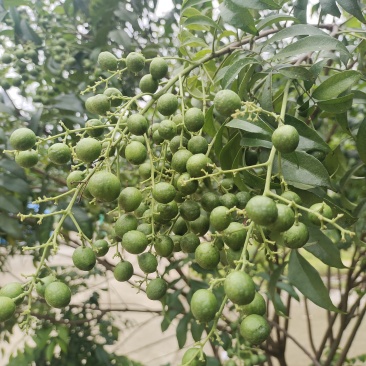 鸡皮果，山黄皮