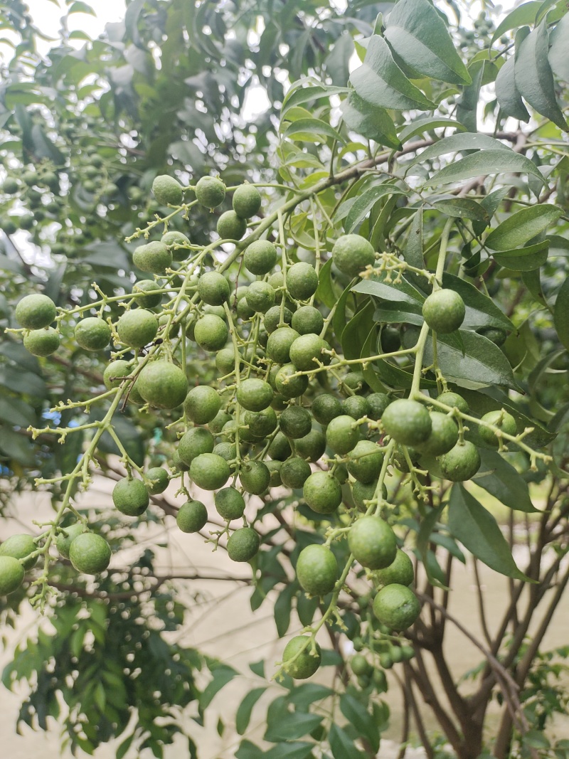 鸡皮果，山黄皮