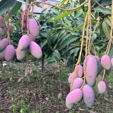 红贵妃早熟芒果🥭