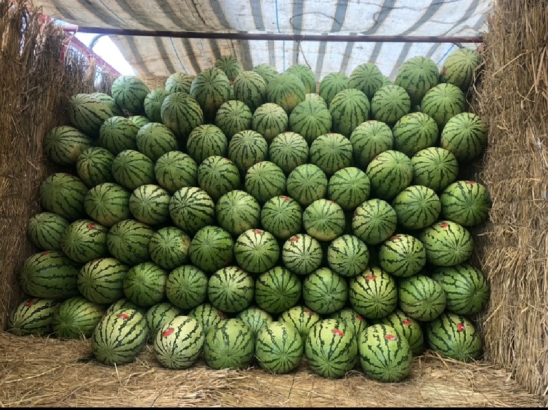 甘肃沙地西瓜