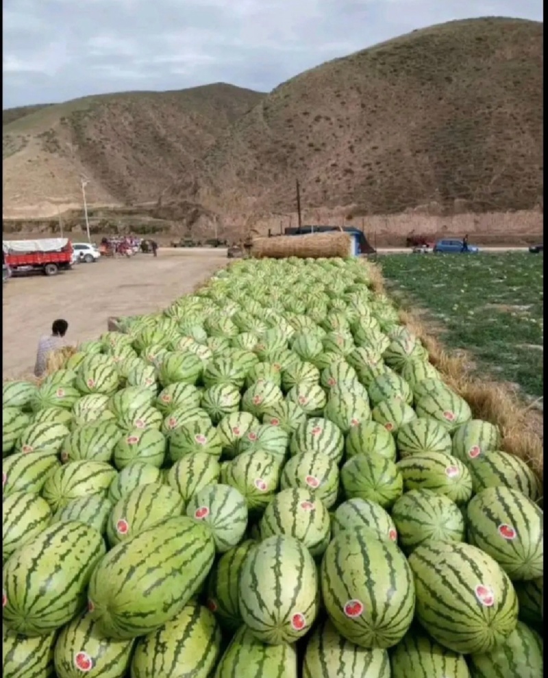 甘肃沙地西瓜