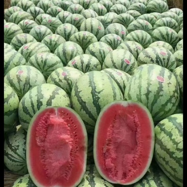 甘肃沙地西瓜