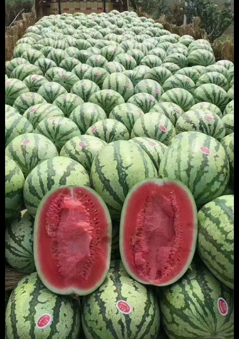 甘肃沙地西瓜