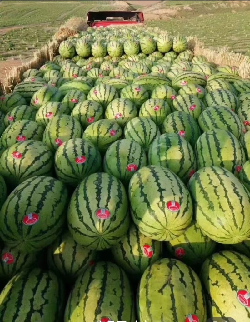 甘肃沙地西瓜