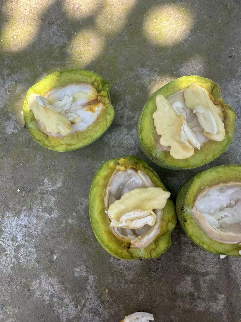 核桃