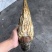 大青龙