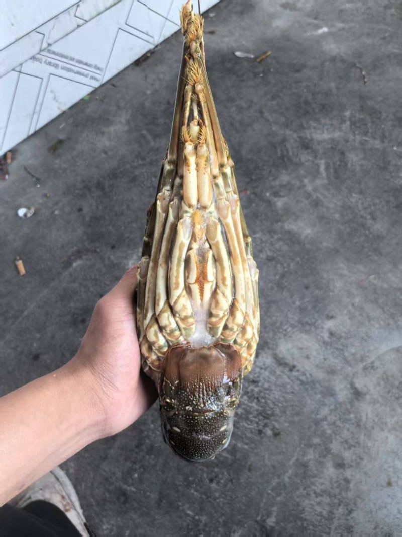 大青龙