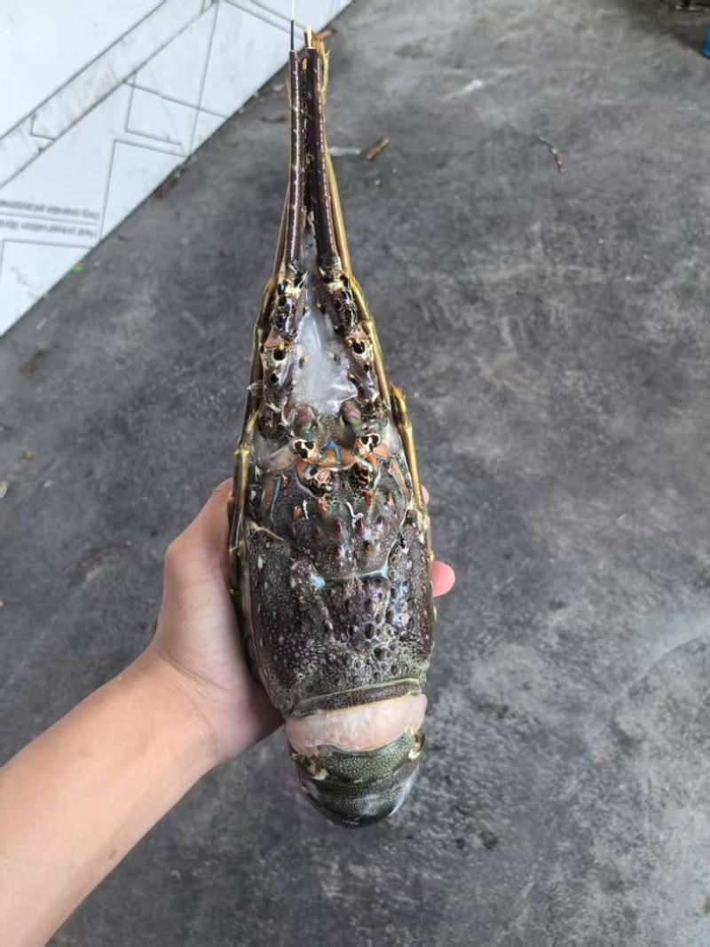 大青龙