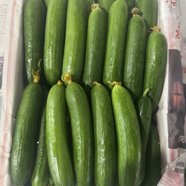 小青瓜