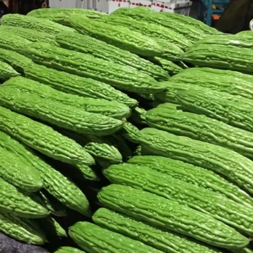 山东向城苦瓜