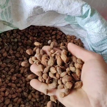 益智仁干货