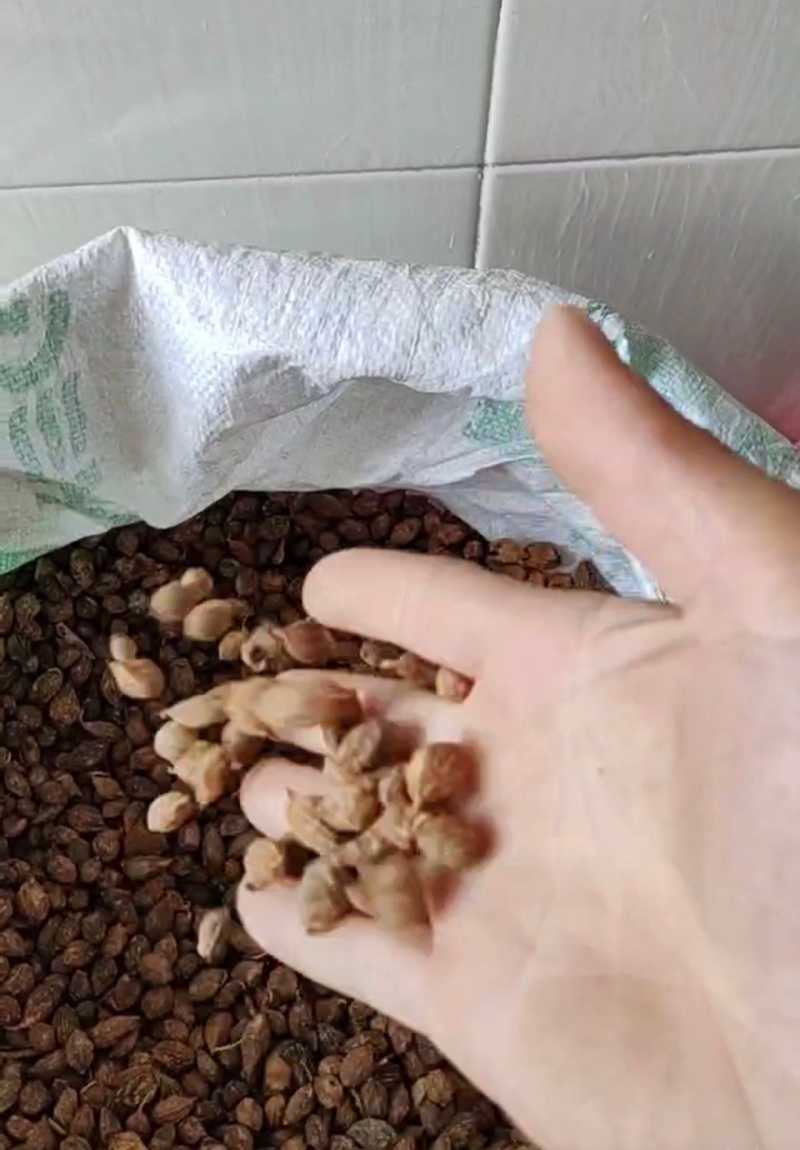 益智仁干货
