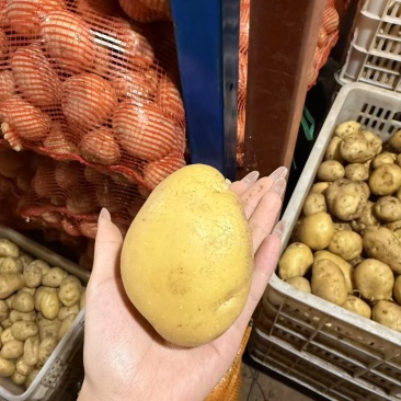 新鲜土豆上市超市商超一级品