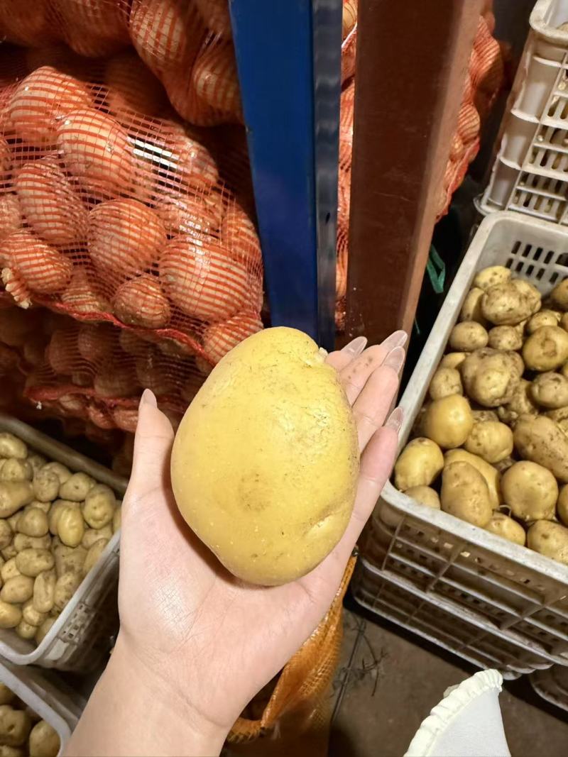 新鲜土豆上市超市商超一级品