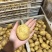 新鲜土豆上市超市商超一级品