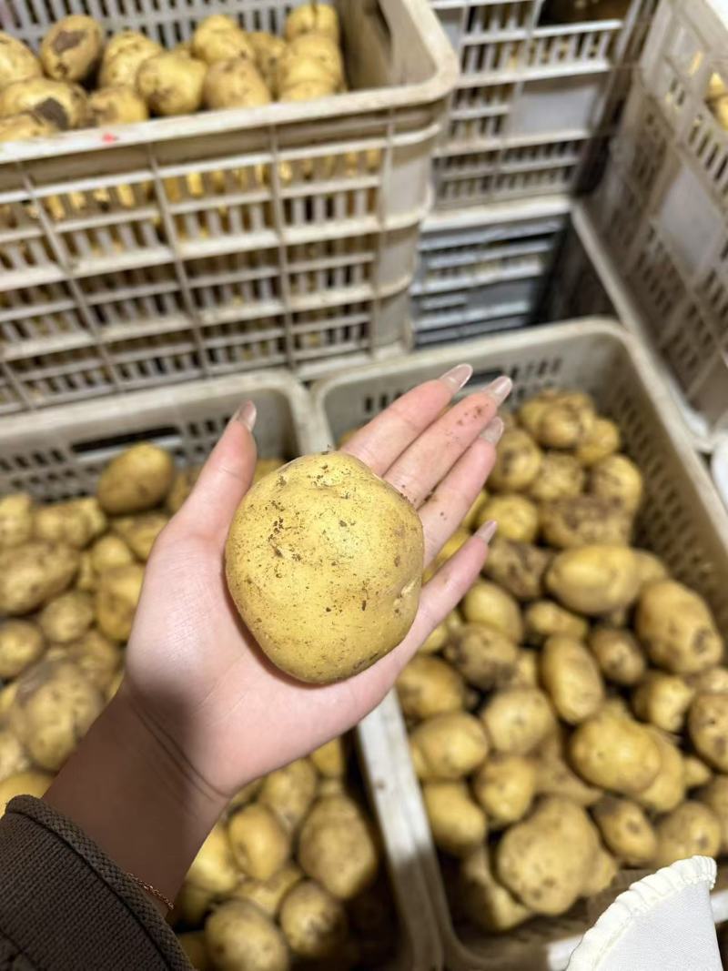 新鲜土豆上市超市商超一级品