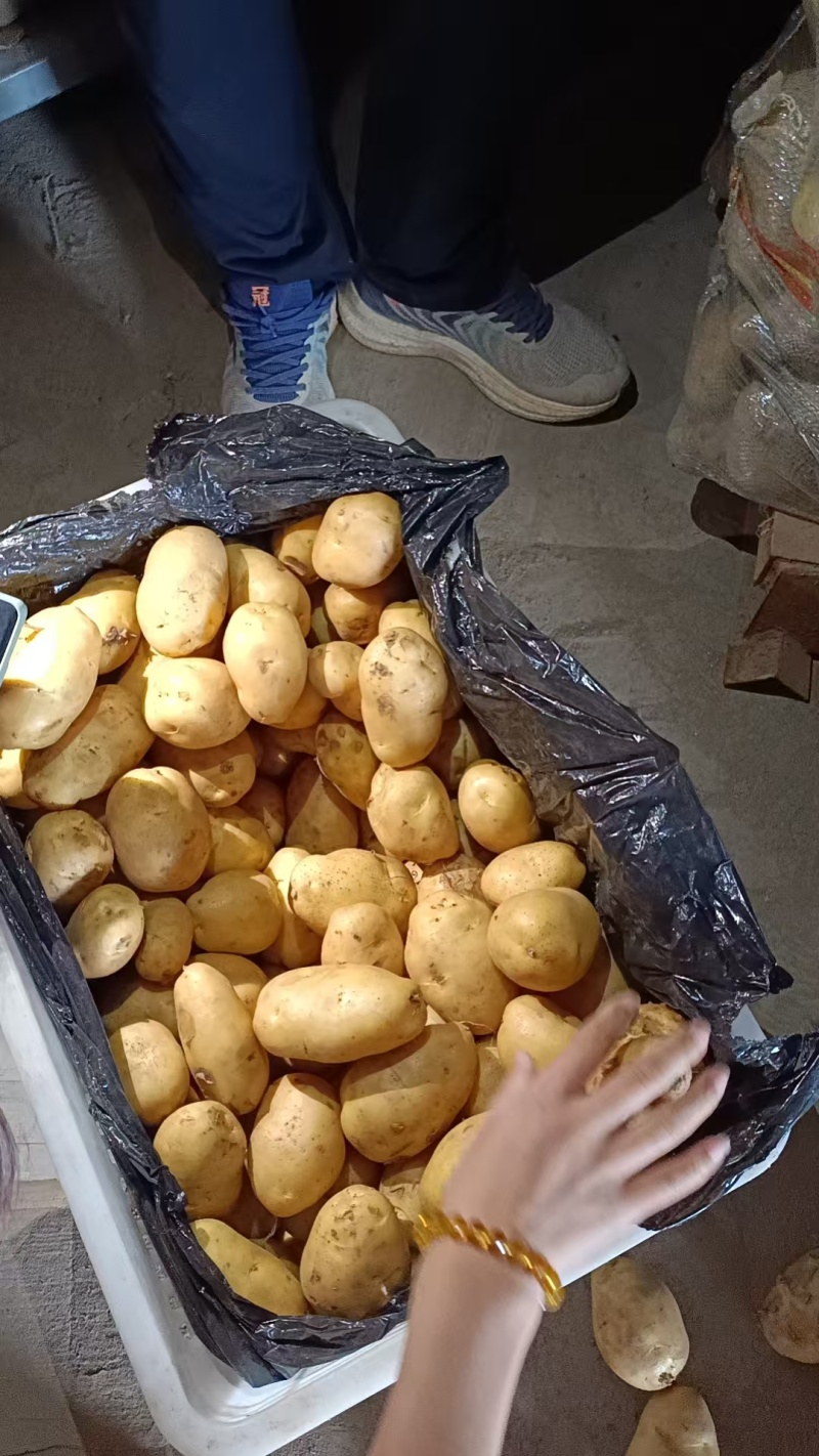 新鲜土豆上市超市商超一级品