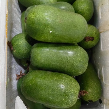 吊冬瓜