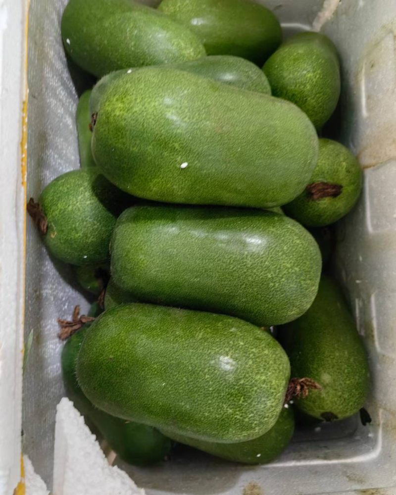 吊冬瓜