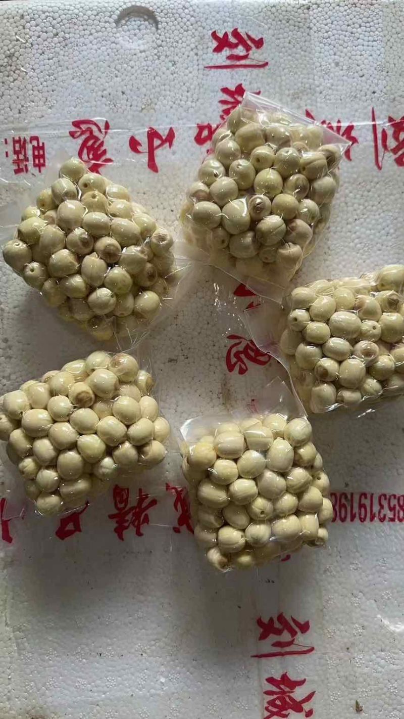 鲜莲子