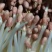 水培花生芽菜、新鲜、绿色环保健康、通货