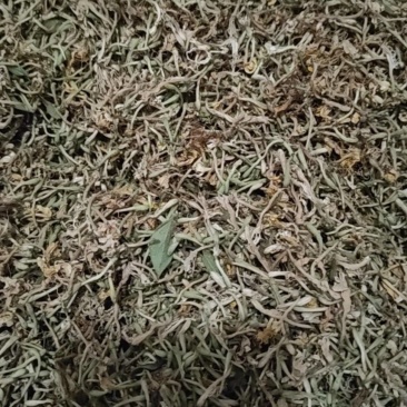 金银花