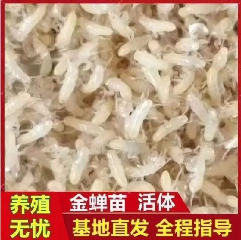 金蝉种苗