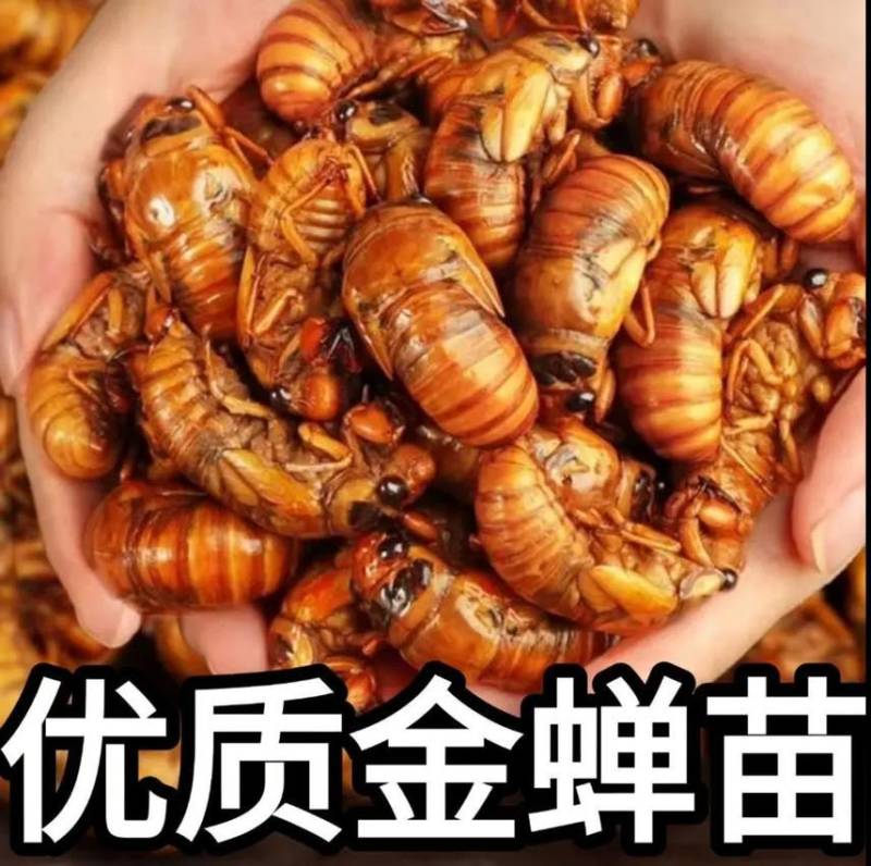 金蝉种苗