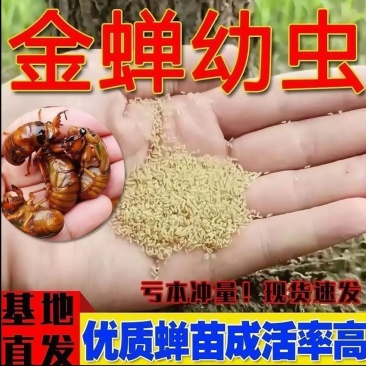 金蝉种苗