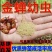 金蝉种苗